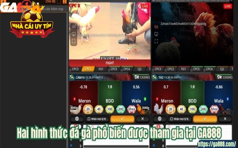 Hai hình thức đá gà phổ biến được tham gia tại GA888