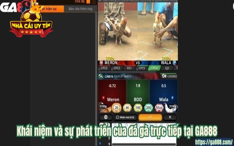 nha cai uy tin Khái niệm và sự phát triển của đá gà trực tiếp tại GA888