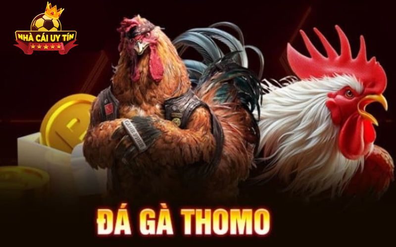 Lý do đá gà thomo cuốn hút cả người xem lẫn dân chơi cá cược chuyên nghiệp