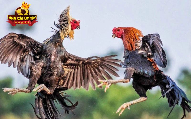 nha cai uy tin Đá gà thomo sân chơi gà chọi cựa dao hấp dẫn bậc nhất khu vực Đông Nam Á